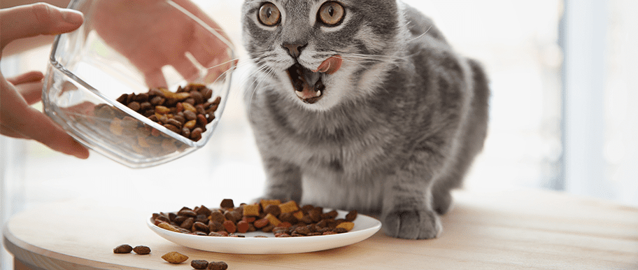chat régime